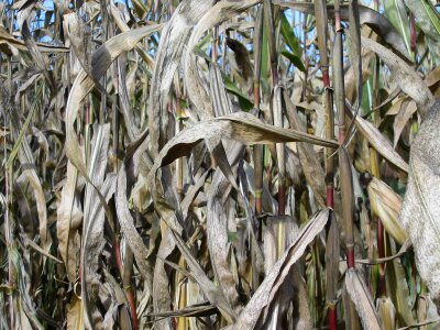 Corn arable field photo