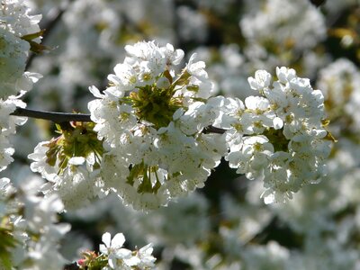 Blossom bloom white