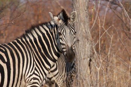 Animals wildlife zebras photo