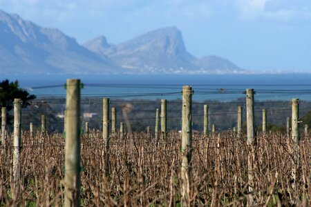Stellenbosch south africa vineyard