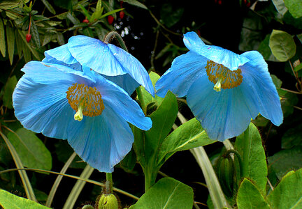 Light Blue Flowers in the field photo