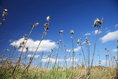 Milkweed standing against the blue sky