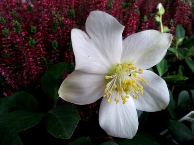 White flower flower anemone blanda