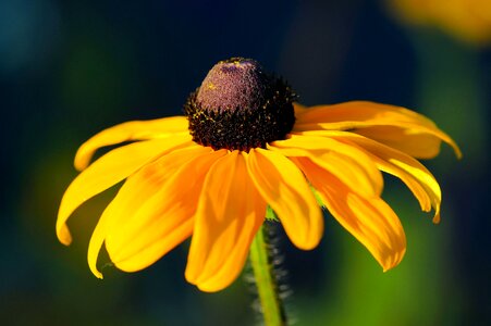 Bloom yellow bloom