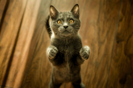 Gray Cat with Yellow Eyes Standing on Two Paws photo