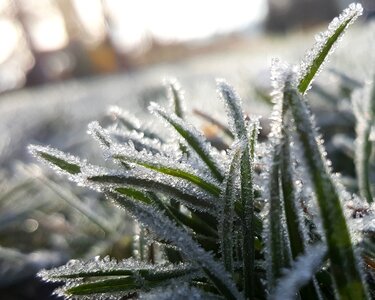 Frost frozen grass