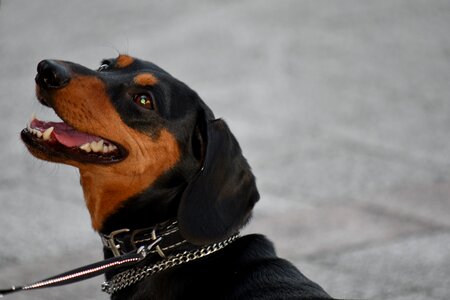 Black collar hunting dog photo