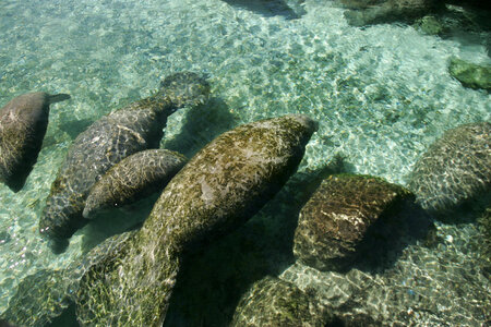 Florida manatee-2 photo