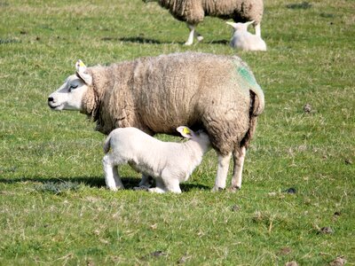 Sheep animal lambs photo