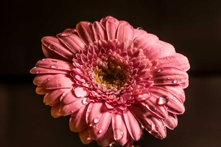 Beautiful beautiful flowers beautiful image