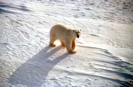 Polar bear-4 photo