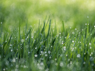 Water Drops on the Green Grass photo