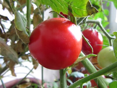 Fresh vegetarian tomatoes photo