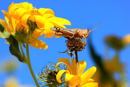 Eastern lubber grasshopper-2 photo