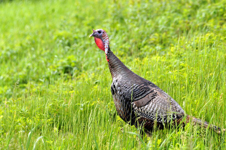 Wild turkey-2