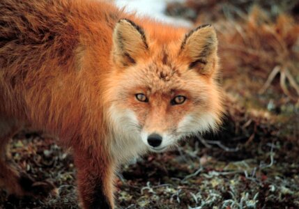 Mammal red red fox photo
