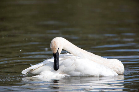 Trumpeter Swan preens feathers