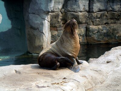 Fur seal aquatic animal sitting photo