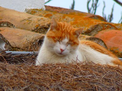 Red cat sleep mammal photo