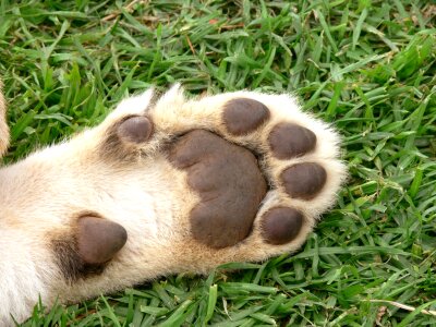 Pads paw cat
