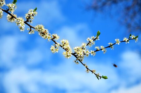 Blue Sky branch flowers photo