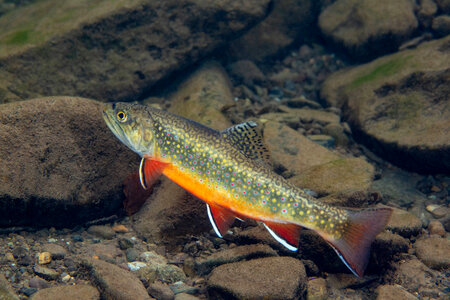 Brook trout-1