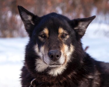 Animal canine carnivore photo