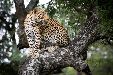 Jaguar In Tree