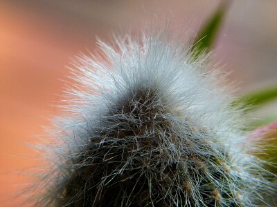 Nature macro close-up photo