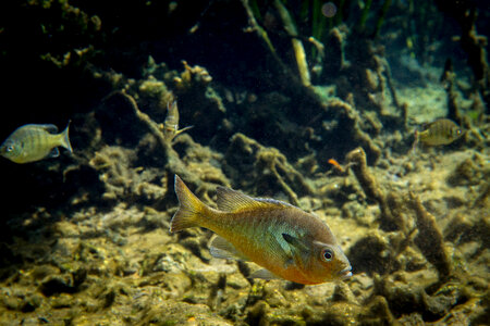 Close-up of Redbreast Sunfish-4