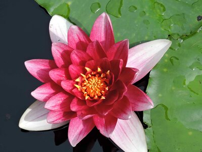 Aquatic beautiful beautiful flowers