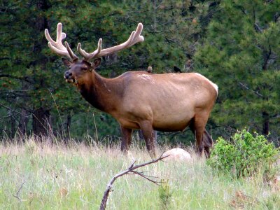 Elk in velvet with cowbirds photo