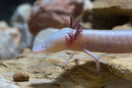 Texas Blind Salamander-2