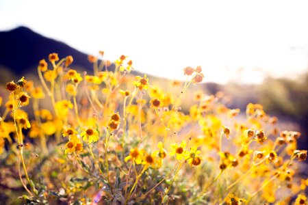 Flora flowers meadow photo