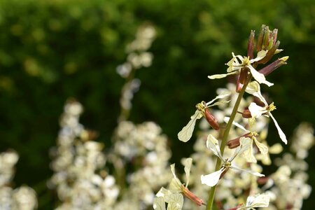 Beautiful Flowers bloom blooming photo