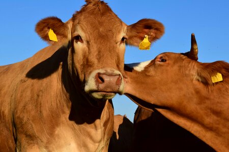 Agriculture animal beef photo