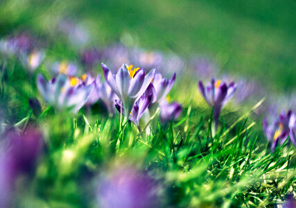 Magic Blooming Spring Purple Flowers Crocus photo