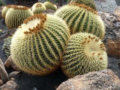 Ball spur ball cactus