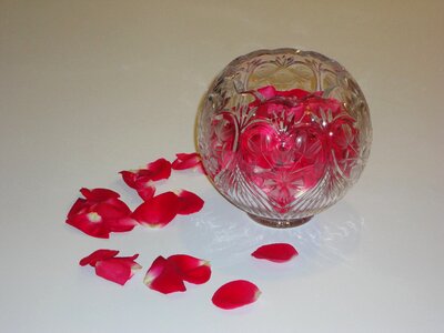 Rose floral romance photo