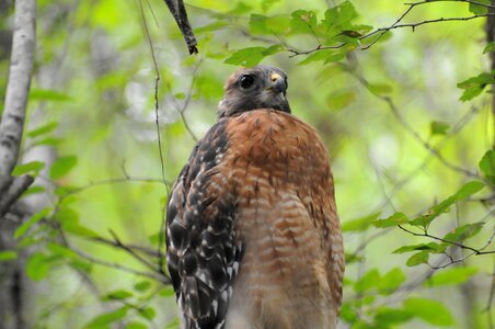 Bird dissemination falcon photo