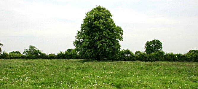 Idyll beech green photo