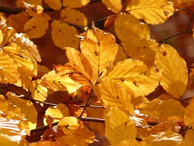 Leaves colorful golden autumn photo