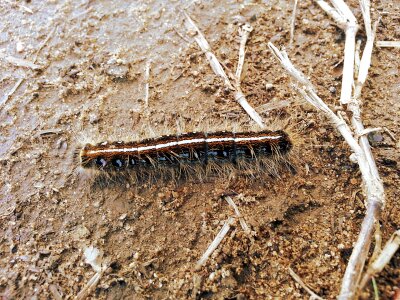 Life creature larva photo