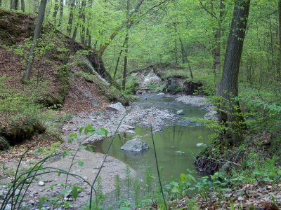 a small creek in the woods during spring photo