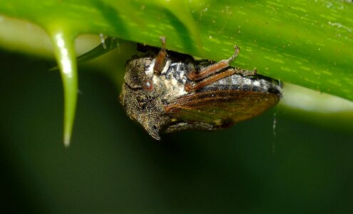 Insects true bugs cicalide