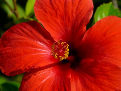 Malvaceae ornamental plant ornamental flower photo