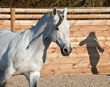 Animal cavalry fauna