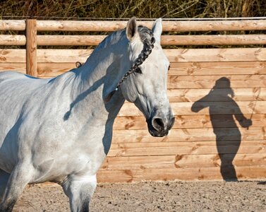 Animal cavalry fauna photo