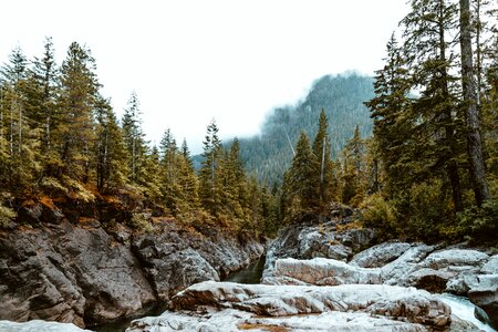 a mountain forest from a creek bank