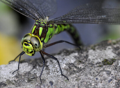 Dragonfly on the rock photo